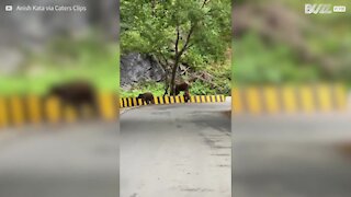 Adorable moment entre une maman éléphant et son bébé