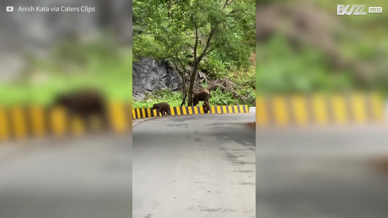 Adorable moment entre une maman éléphant et son bébé