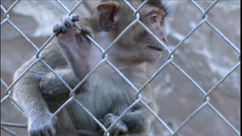 No monkeying around : Thai town crack down on unruly simians