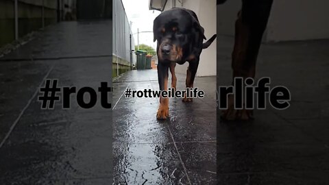 #shorts #rottweilerworld #rottweiler