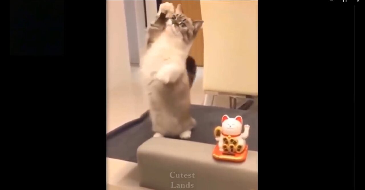 Dose of Happiness #1 | Funny & Lovable Pets Part 5