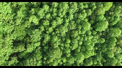 4K | Forest Treetops with Piano for Relaxation