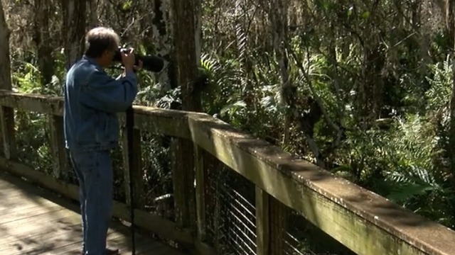 Scientists label the Everglades as critically endangered