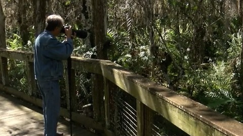Scientists label the Everglades as critically endangered