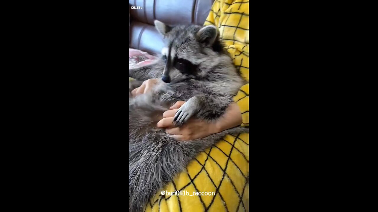 raccoon enjoy