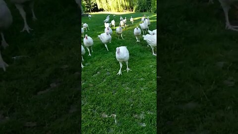 Their fence was down this morning but they don't wander far! #turkeys #homesteading #homesteadlife