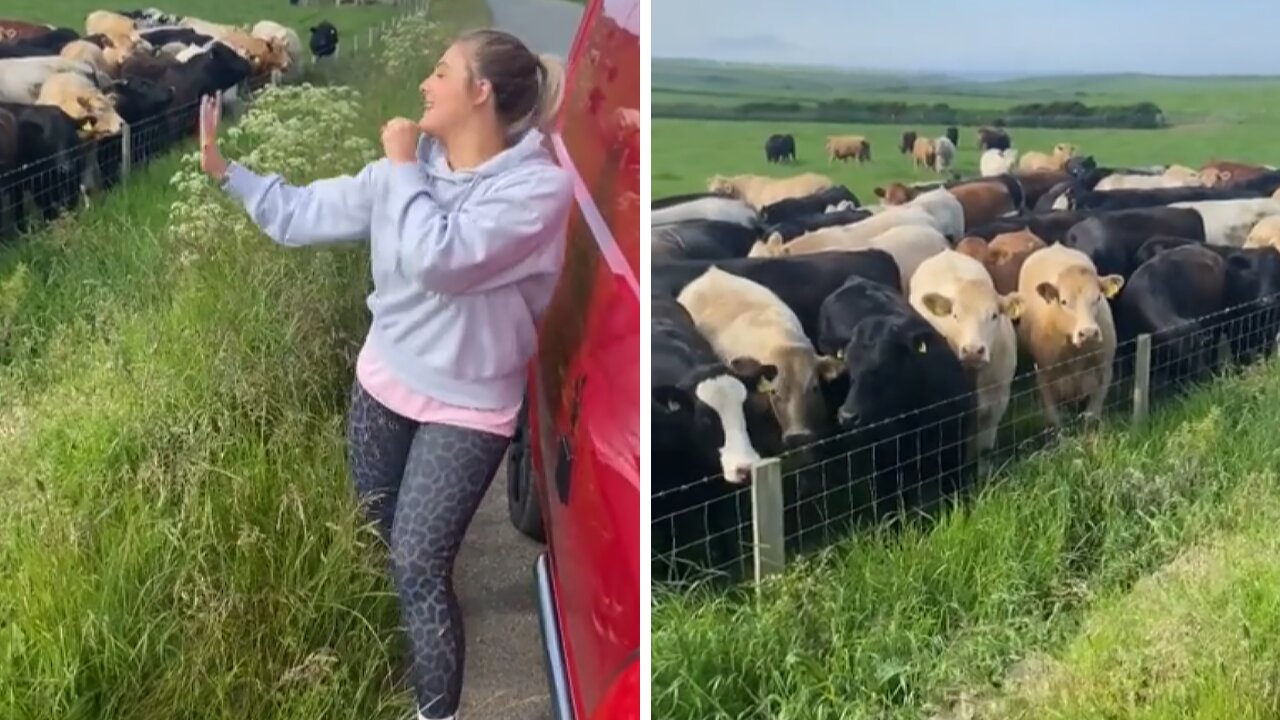 Cows gather round for a live singing performance