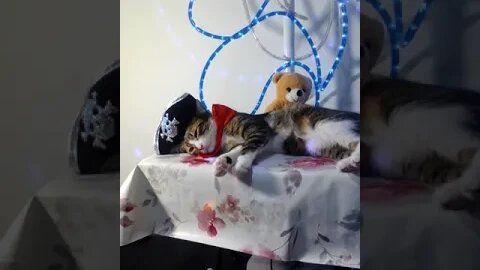 Little Pirate Cat Is Drunk #shorts