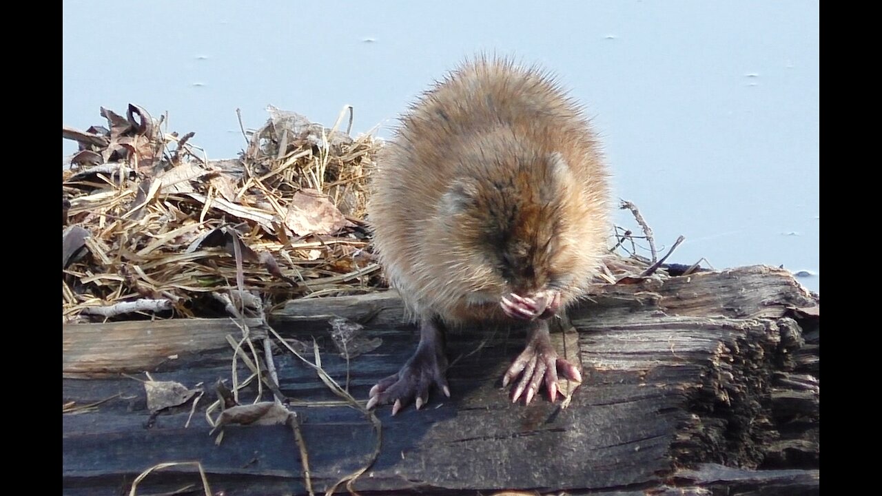 Muskrat cleans up after swimming in the river