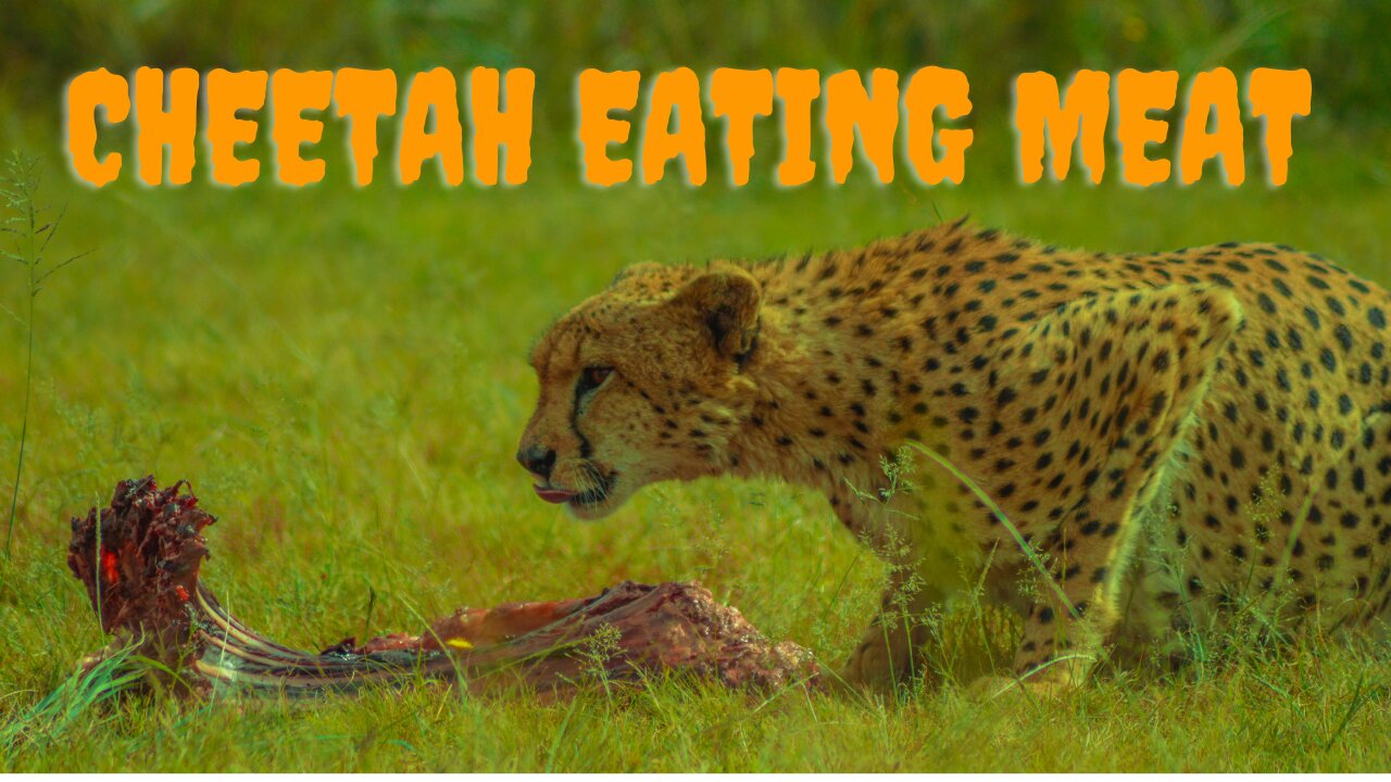 CHEETAH EATING MEAT