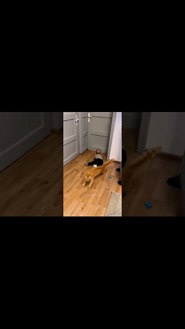 Funny Cat Moments! 🐱😂 | #cat #funny #shorts