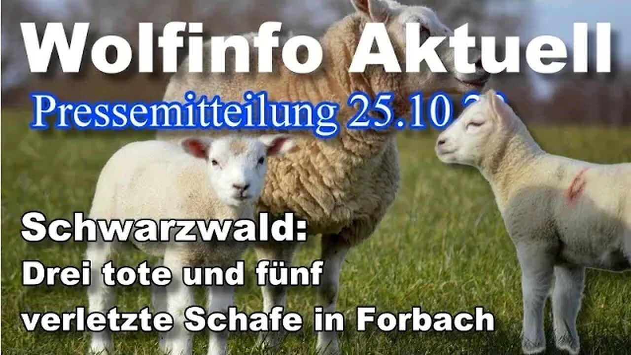 Pressemitteilung 25.10.2023 ( Drei tote und fünf verletzte Schafe in Forbach BW)