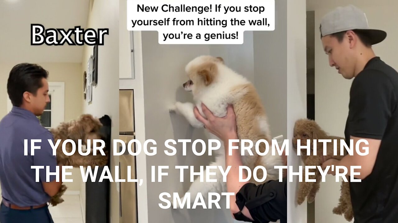 DOG WALL CHALLENGE IF THEY DO STOP HITTING THE WALL THEY'RE SMART