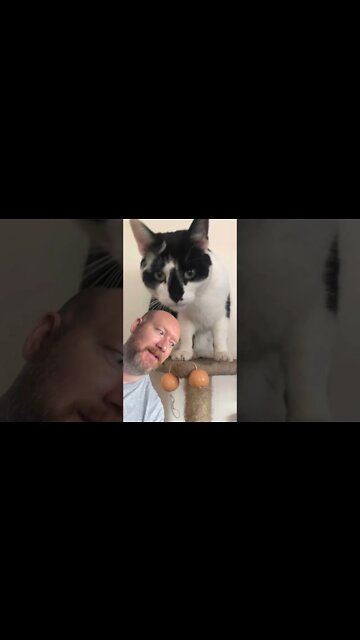 Cat brings in what?!