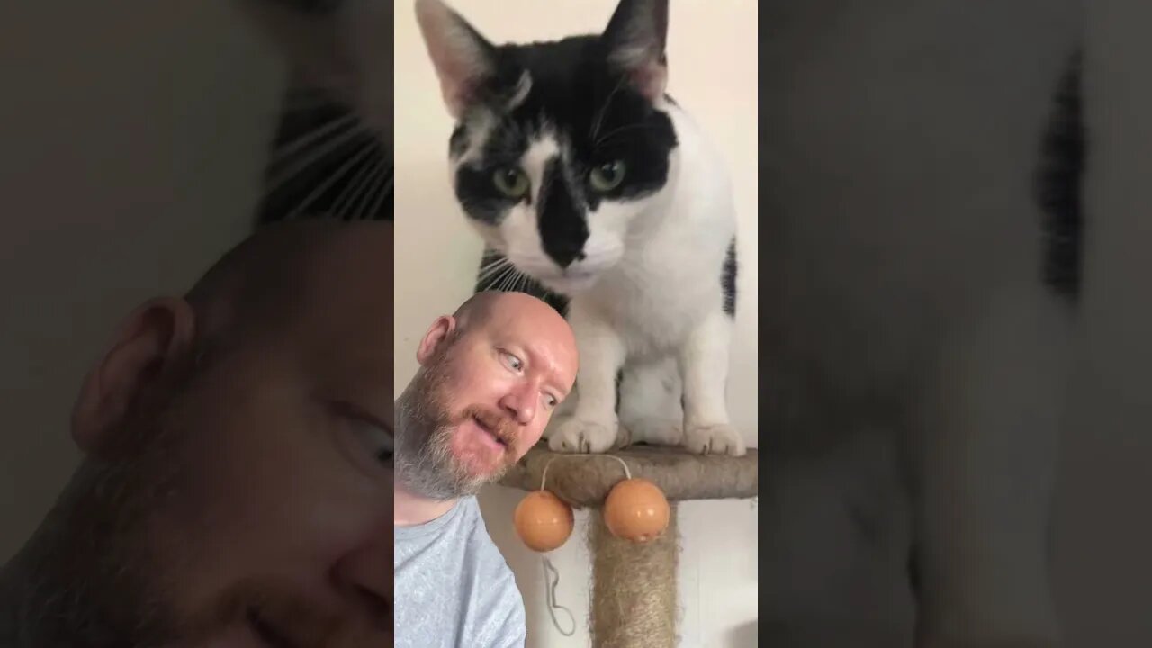 Cat brings in what?!