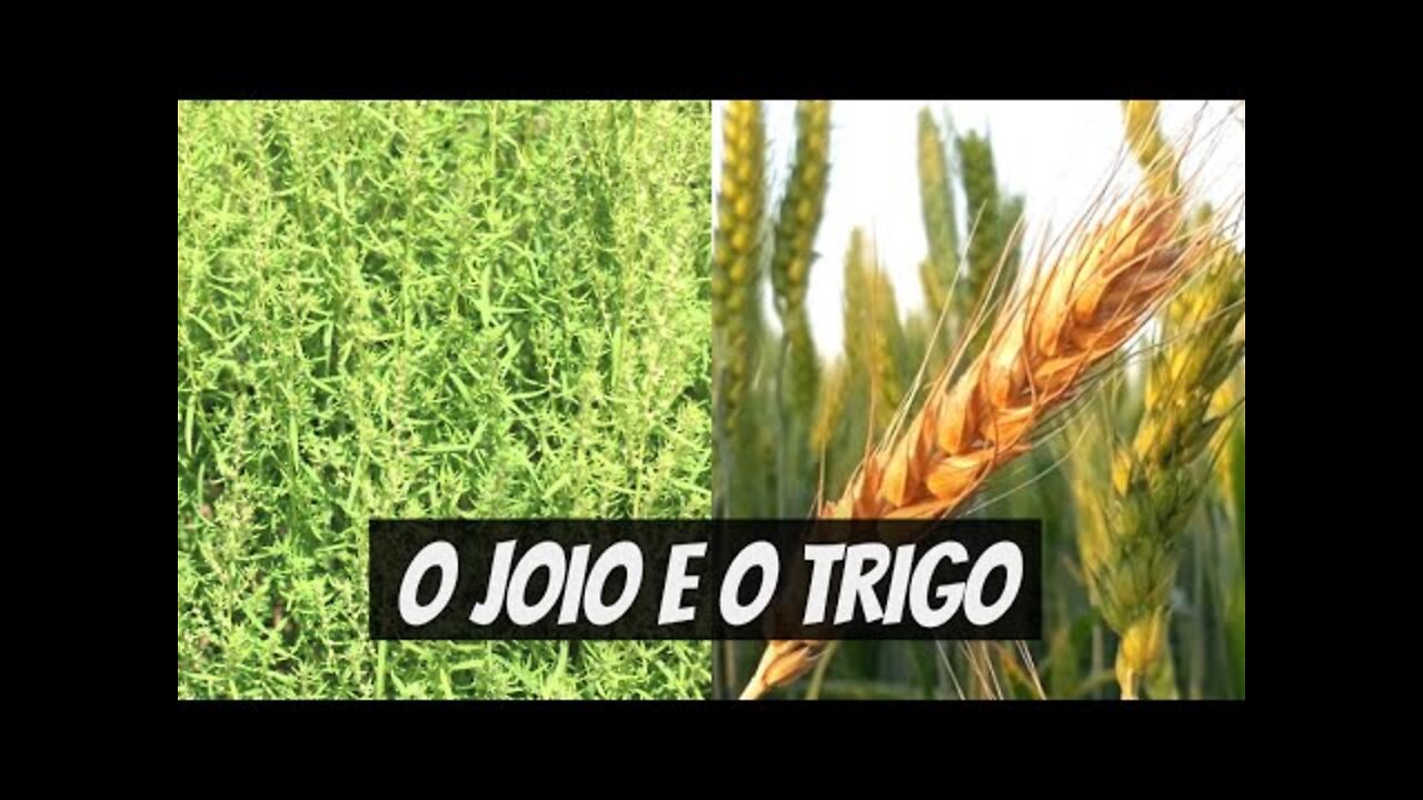 O JOIO E O TRIGO