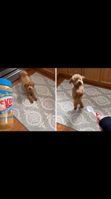 Adorable Puppy Goes Absolutely Crazy For Peanut Butter