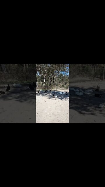 Ducks are having an afternoon rest, it is Spring here and hot already #ducks