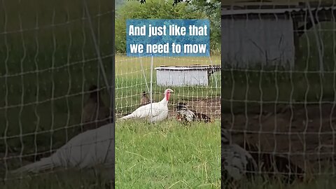 finally the rain we prayed for #chicken #video #duck #turkey #shorts #homestead #farm #farmlife