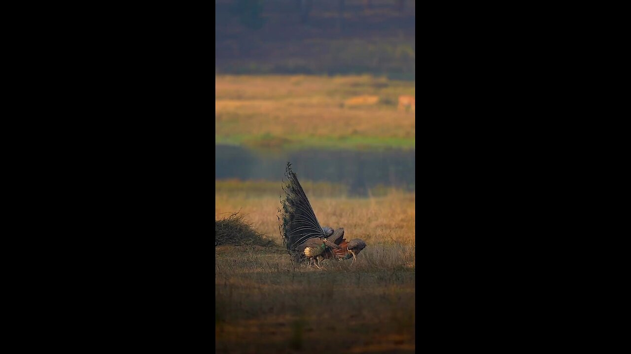 Animal