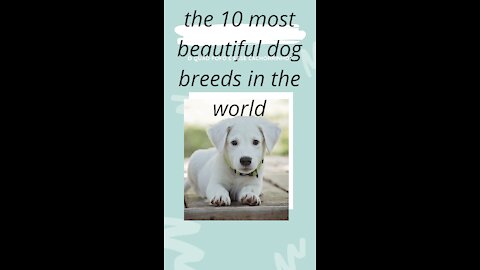 Top 10 Most Beautiful Dog Breeds In The World