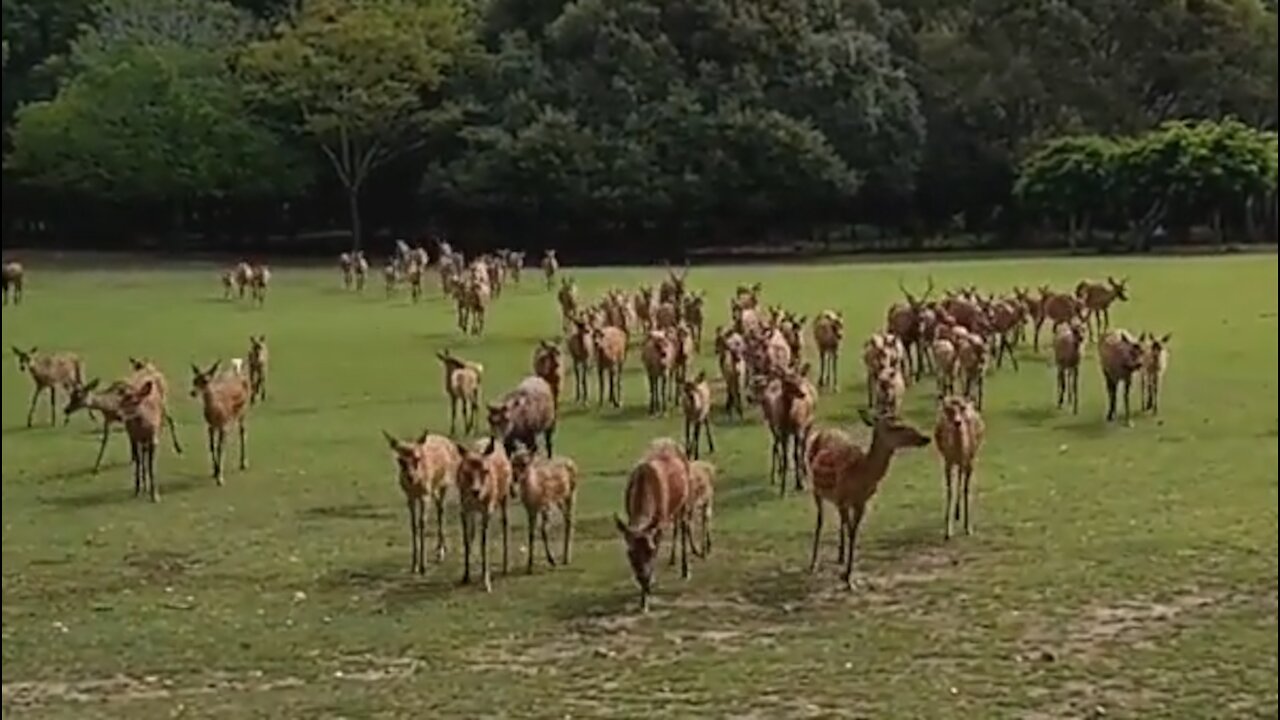 Massive Herd Of Wild Deer Approaching Crowd In Nature Park