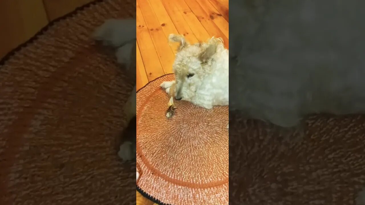 Фоксик Джулия и косточка дубль 2