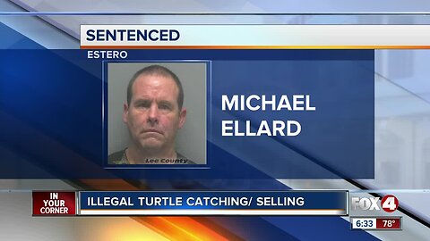 Man sentenced for illegally transporting Wood Turtles for commercial gain in Estero