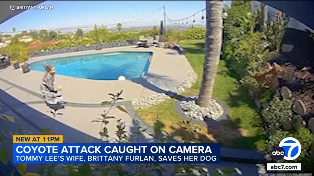 Tommy Lee's dog snatched by coyote; wife Brittany Furlan pulls pet from jaws