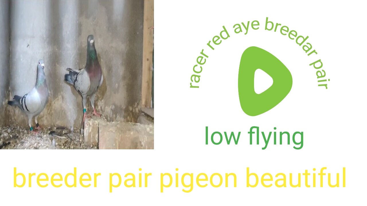 New racer blue Beautiful pigeon breeder pair best flying