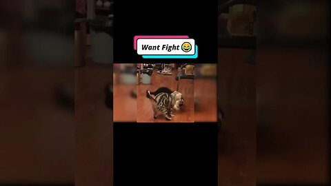 Funniest Cat 2023 😂 funny Cat #pets #shorts