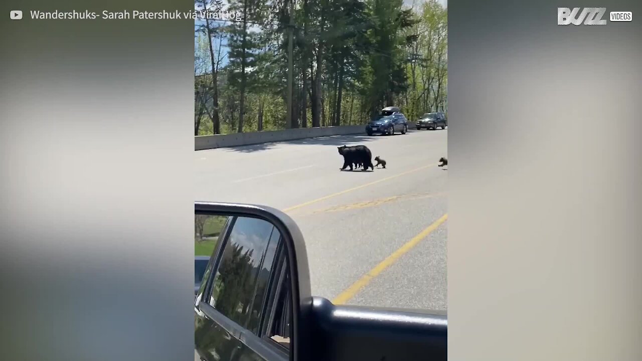 Filhote de urso aprende a subir barreira para se reunir com família