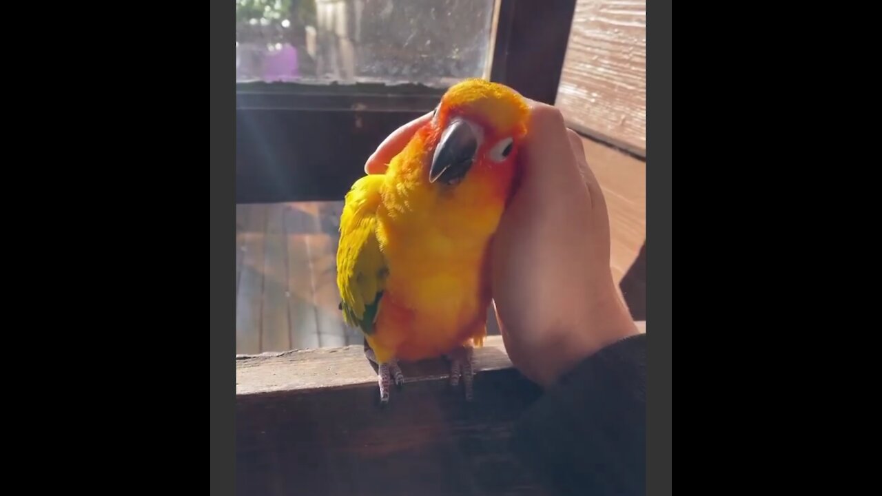 Unbelievable Lovely Parrot 🦜🐦