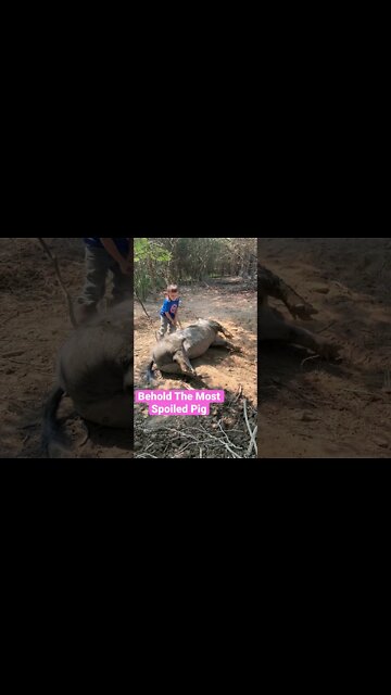 The Worlds Most Spoiled Pig #shorts