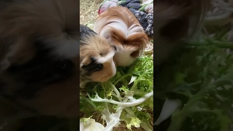 Guinea pigs eating really fast