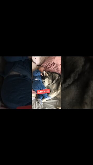 1Min Animal World #dogs #cats #pet