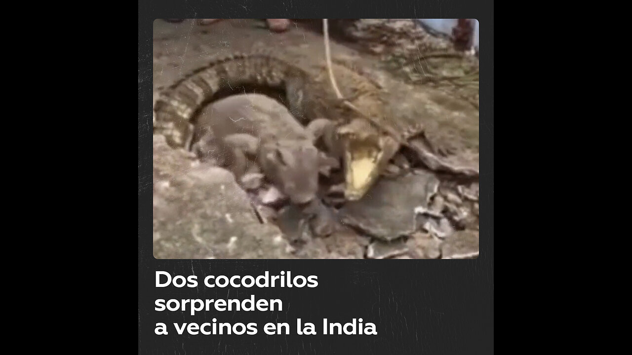 Una familia encuentra dos cocodrilos viviendo debajo de la losa de su casa