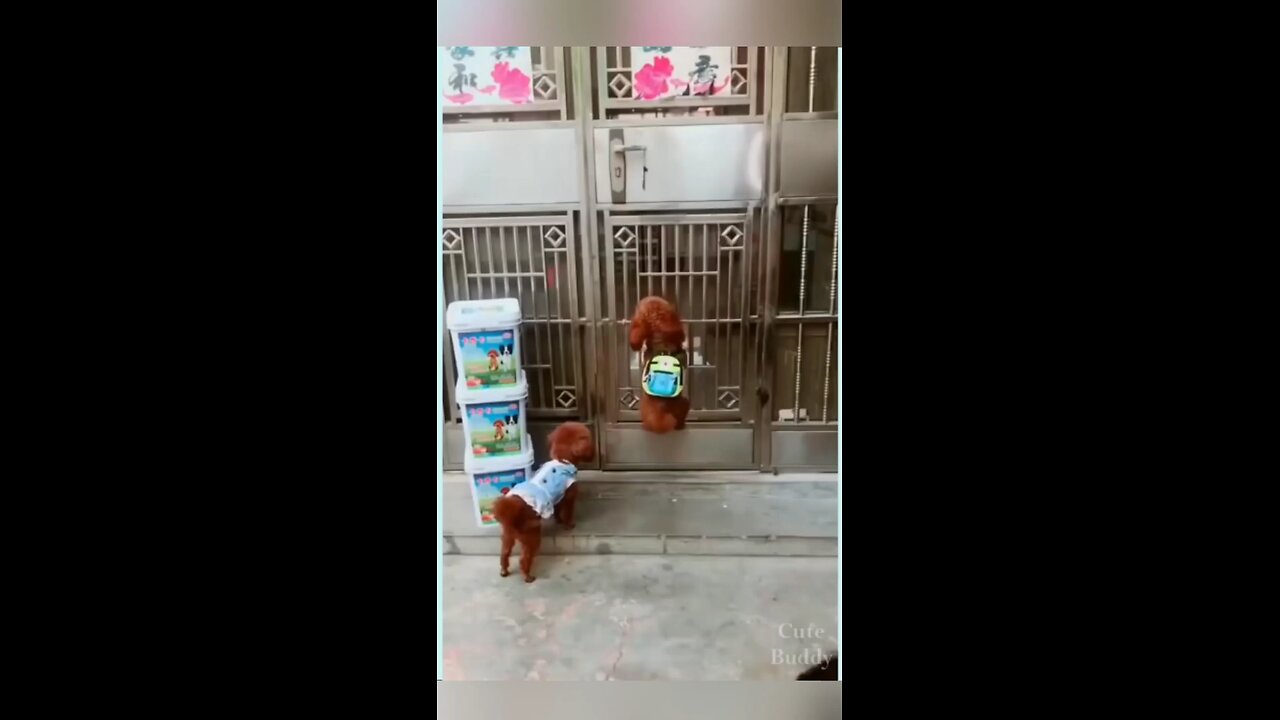 funny🤣dogs videos_Full-HD