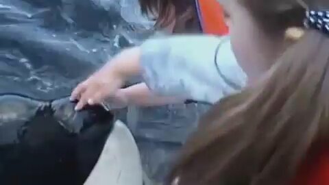 "Don't bite me!" - Little girl puts her hand into the mouth of a wild orca to scratch his tongue