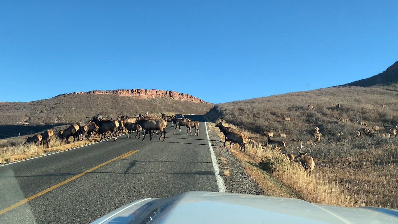 Northern Colorado Elk 11-6-21