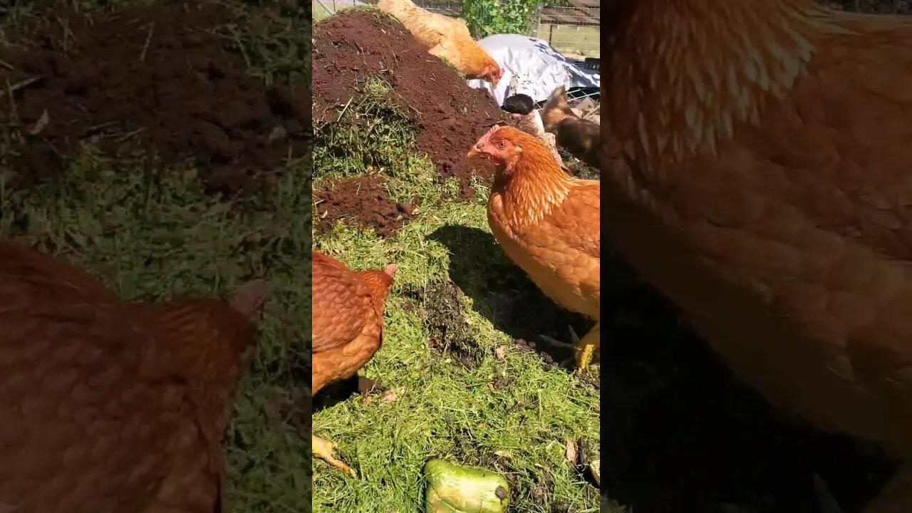 Morning Coffee with CHICKENS! ☕️ #homesteading #permaculture #chickens #compost