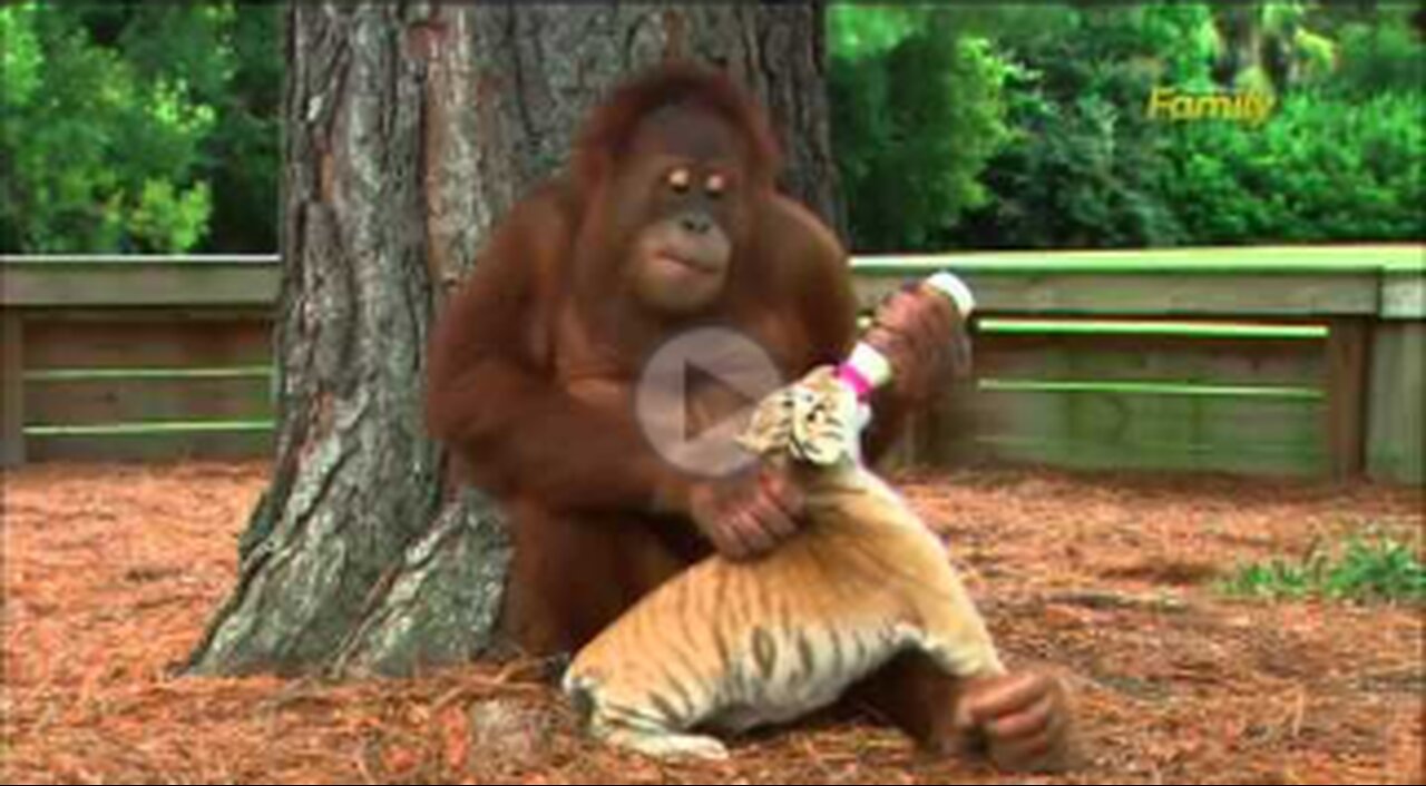 Orangutan Babysits Tiger Cubs (AnimalsMedia.com)