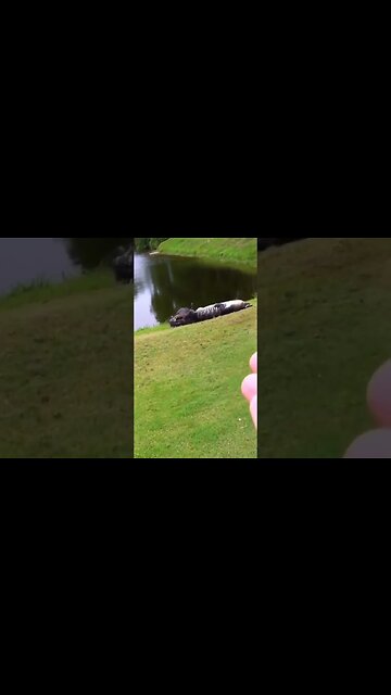 Monster crocodile fighting till death | Animals planet | fighting animals