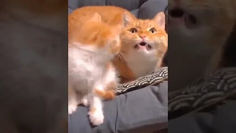 Funny and Cute Cats part 5 #funnyvideo #petvideos