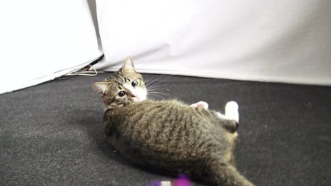 A Cat with Large Eyes