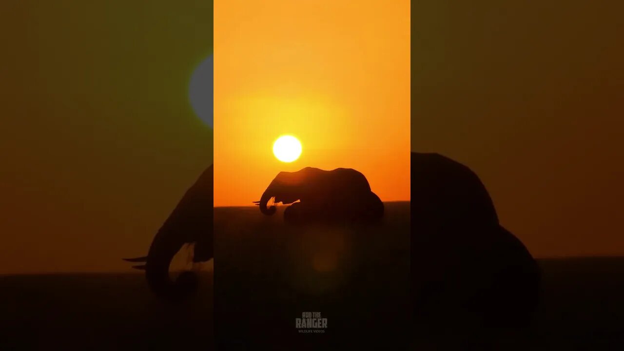 Elephants At Sunrise #shorts | #ShortsAfrica