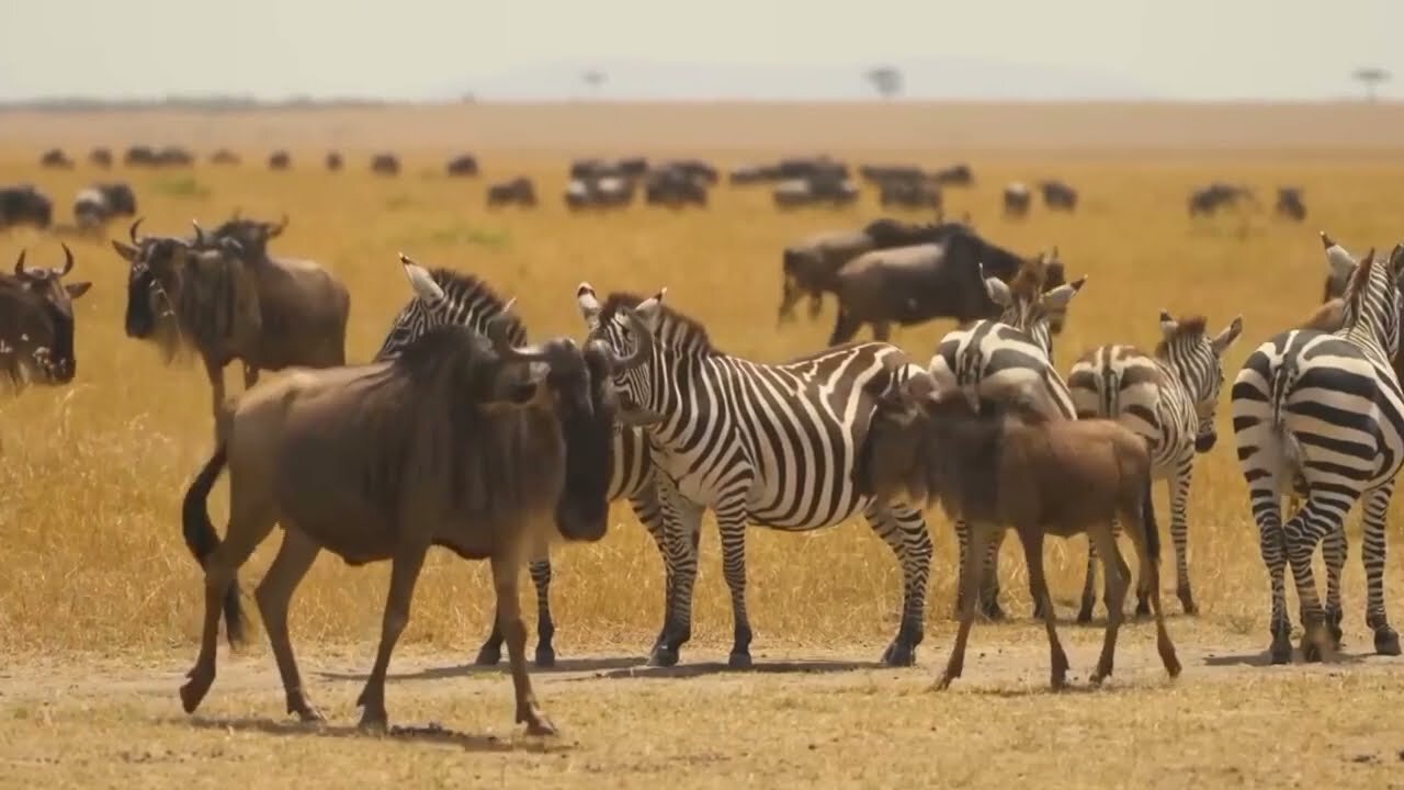 African wildlife relaxing music, wildlife of Africa, African wildlife with music, African wildlife