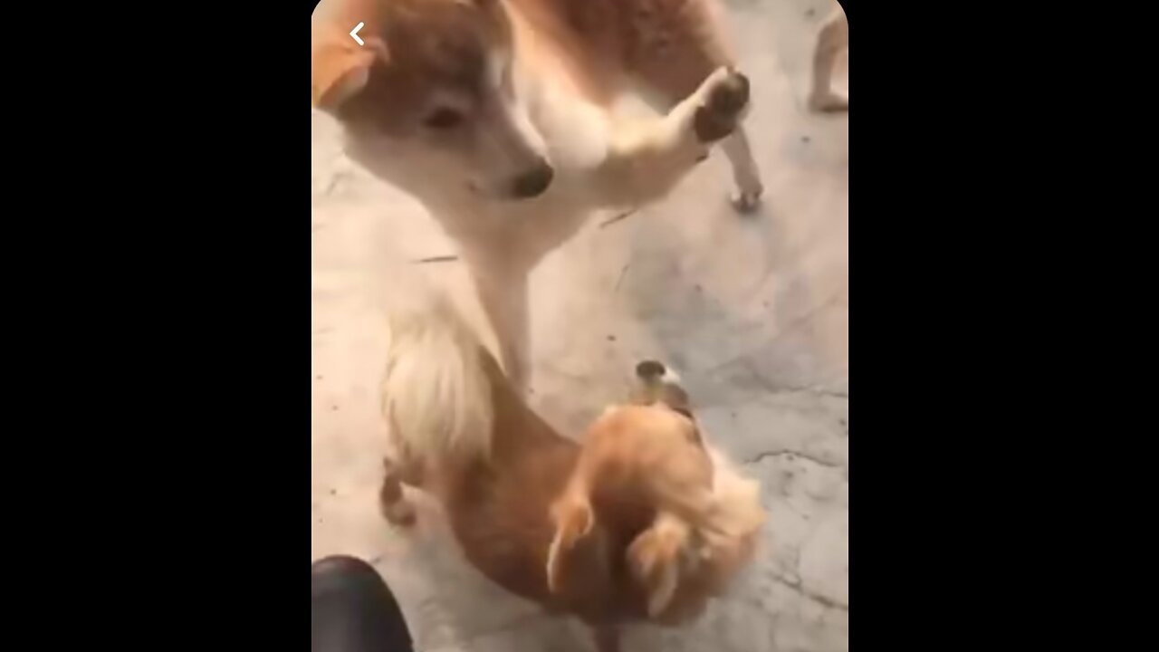 Perrito Gracioso