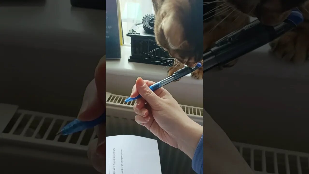 Working in the office with cats