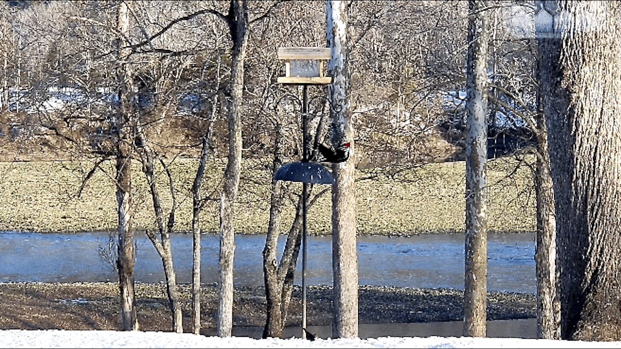 PETE THE PILEATED WOODPECKER